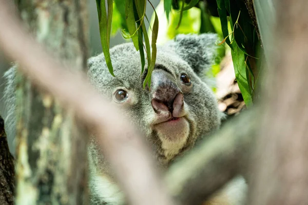 Szelektív Fókuszkép Egy Koala Medve Aranyos Arcáról Egy Levelei Mögött — Stock Fotó