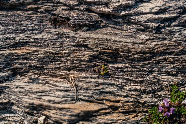 Detailní Záběr Textury Donegal Cliffs Irsku Velká Británie — Stock fotografie