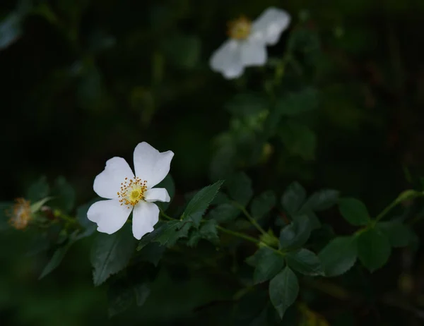 Primer Plano Una Flor Rosa Mosqueta Blanca Creciendo Jardín — Foto de Stock