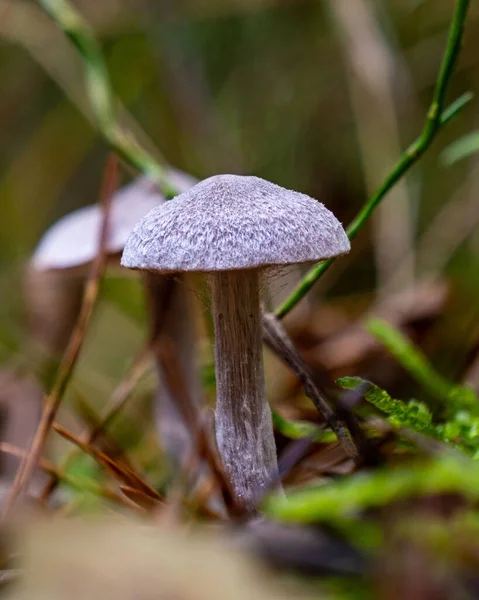 Cortinarius Nemzetség Gombák Erdőben — Stock Fotó