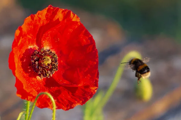 Небольшой Фокусный Снимок Шмели Парящей Рядом Обычным Маком Papaver Rhoeas — стоковое фото