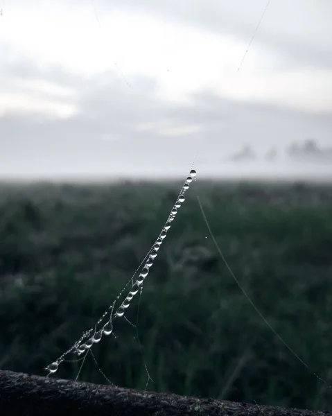 Primer Plano Vertical Una Telaraña Con Gotas Lluvia — Foto de Stock