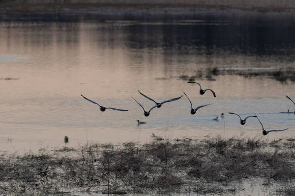 Vacker Utsikt Över Grupp Fåglar Som Flyger Över Sjö Ett — Stockfoto