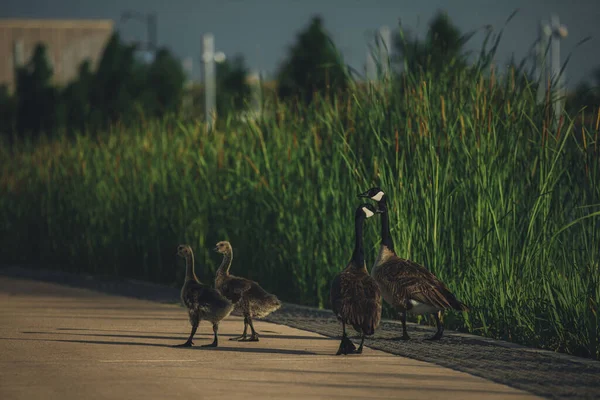 Bir grup kaz yolda yürüyor.