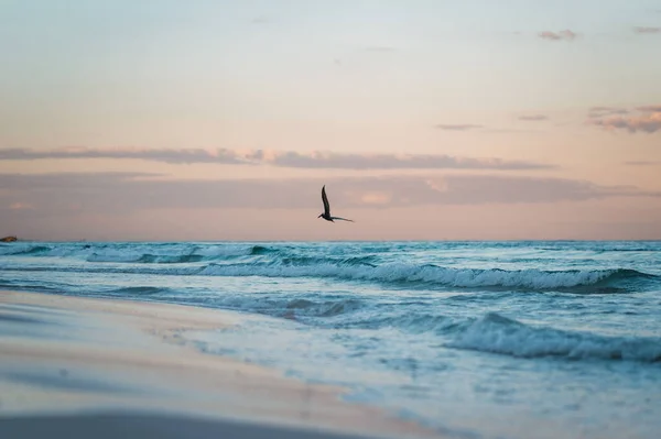 Una Hermosa Foto Pájaro Volando Sobre Mar Atardecer Tulum México — Foto de Stock