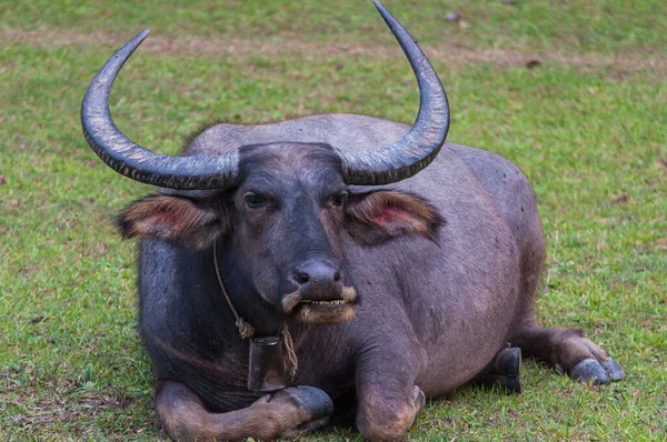 Búfalo Descansando Sobre Hierba Verde — Foto de Stock