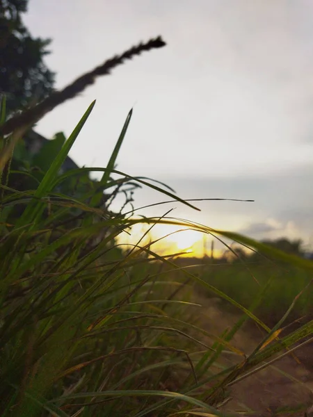 一道垂直的稻田在夕阳的天空映衬下 — 图库照片