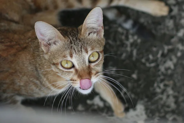 美しいモングレールの猫のオーバーヘッドショット屋外で検索 — ストック写真