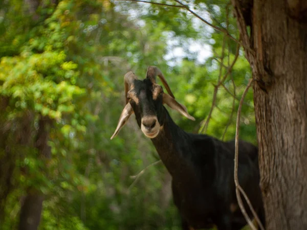 Una Pequeña Cabra Enana Negra Bosque Rural Rhode Island —  Fotos de Stock