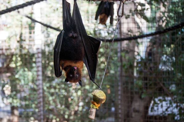 Beautiful Shot Upside Bat Picking Fruit Eat Bokeh Background Safari — Stock Photo, Image