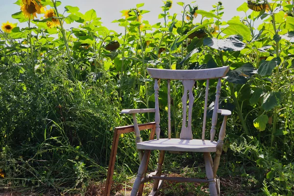 ひまわり畑の真ん中にある木の椅子 — ストック写真