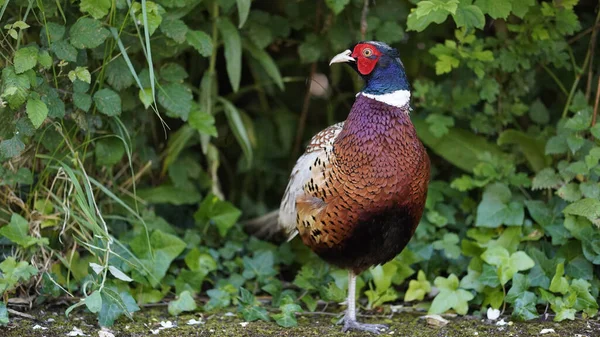 Close Shot Common Pheasant Standing Front Bushes — Stock Photo, Image