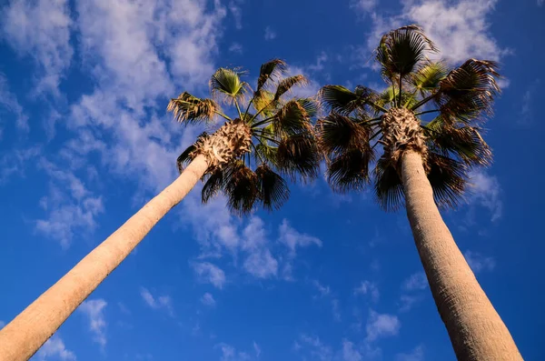 蓝天背景下的绿色棕榈树 — 图库照片