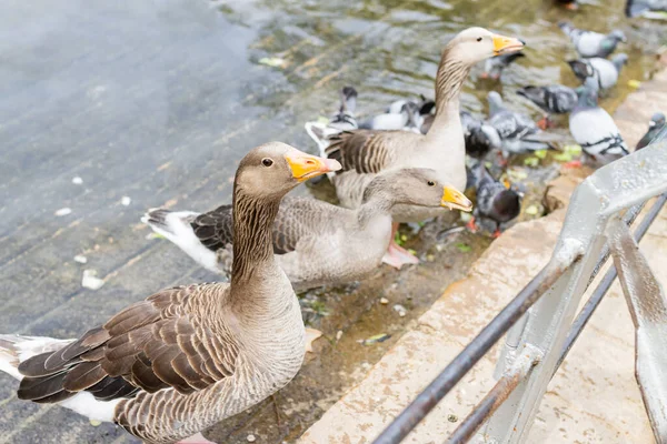 Oie Gris Anser Anser Groupe Oiseaux Mangeant Ciudadella Barcelone Espagne — Photo