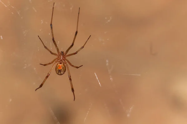 Primer Plano Una Araña Viuda Marrón — Foto de Stock