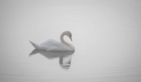 水面に映る無声白鳥 シグナス色 の風景 — ストック写真