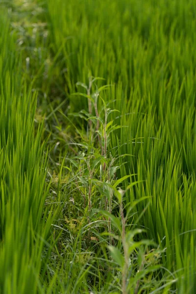 Eine Vertikale Nahaufnahme Von Frischem Grünen Gras Auf Einem Feld — Stockfoto