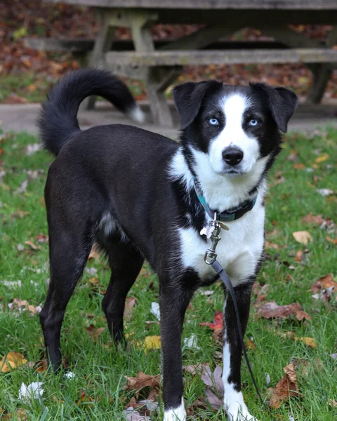 Tiro Vertical Adorable Perro Blanco Negro Con Una Correa — Foto de Stock