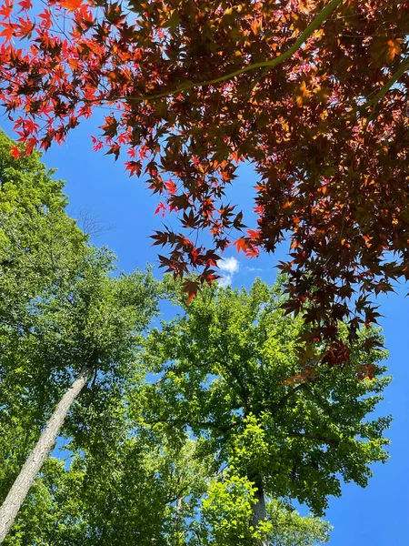 青空を背景にいくつかの木の枝の垂直低角度ショット — ストック写真