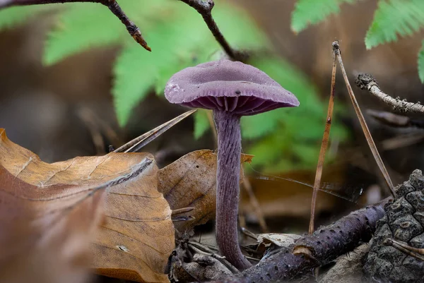 Closeup Laccaria Amethystina Commonly Known Amethyst Deceiver — Stock Photo, Image