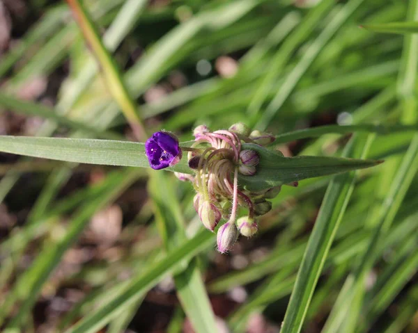 Close Bela Flor Tradescantia Roxo Fundo Embaçado Folhas Verdes — Fotografia de Stock