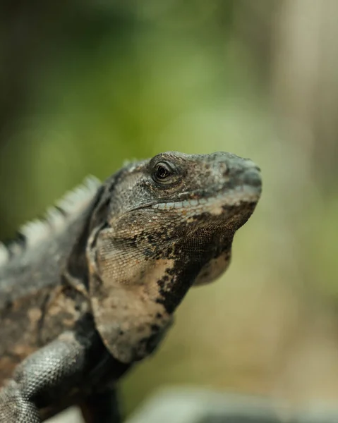 Meksika Tulum Bir Iguananın Yakın Çekimi — Stok fotoğraf