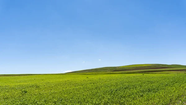 Paesaggio Rurale Con Grande Prato Verde Una Giornata Sole — Foto Stock