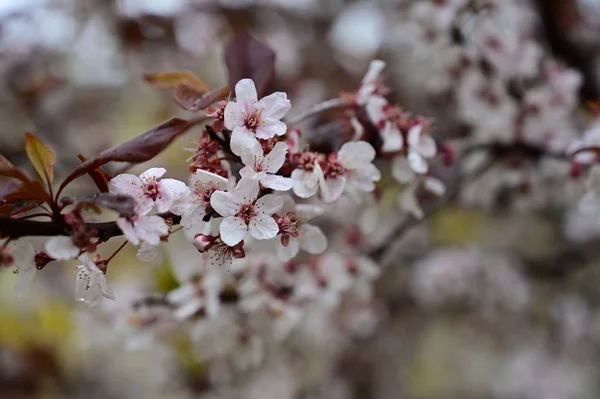 Vacker Bild Körsbärsblomma Dagsljus — Stockfoto