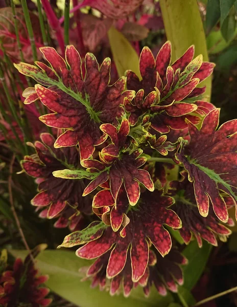 Coleus Rod Jednoletých Nebo Trvalých Bylin Nebo Keřů Někdy Šťavnatých — Stock fotografie