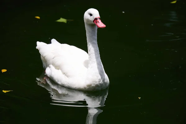 在香港九龙公园 一只白色的宇宙天鹅在水里游泳的景致 — 图库照片