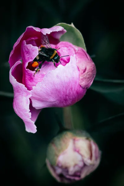濃い背景のピンク色の牡丹の花から花粉を集めるバンブルビーの垂直ショット — ストック写真