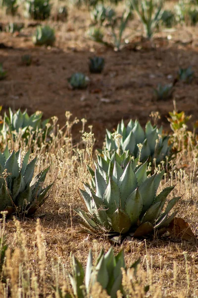 Agave Maximiliana Växt För Att Producera Raicilla Alkoholhaltiga Drycker San — Stockfoto