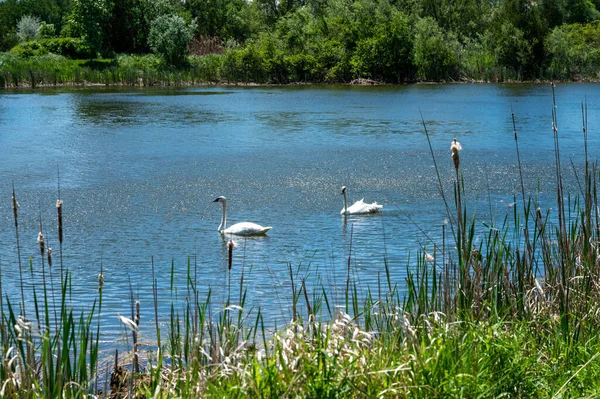 天気の良い日には公園内の湖で泳いでいる白い白鳥の景色 — ストック写真