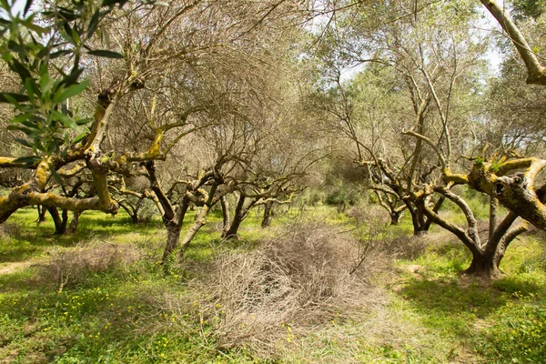 ギリシャのクリエイティブのオリーブの木の庭 — ストック写真