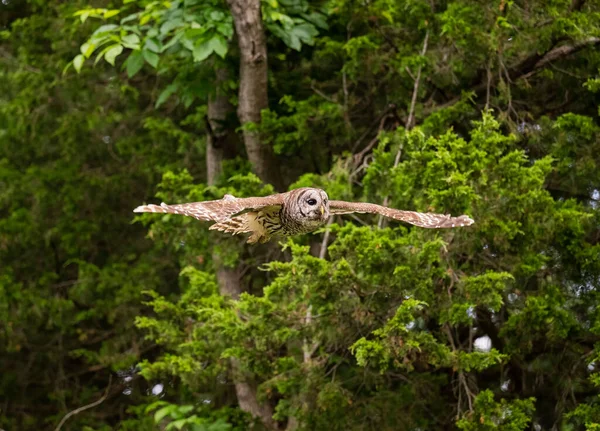 森の中を飛ぶフクロウの美しい景色 — ストック写真