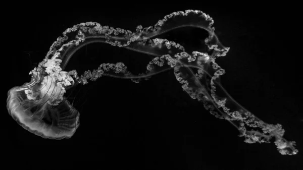 Uma Foto Hipnotizante Tons Cinza Uma Medusa — Fotografia de Stock
