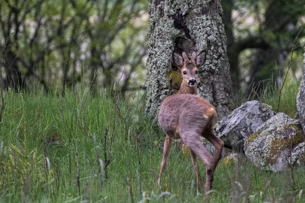 Bedårande Rådjur Skogen Tittar Tillbaka Kameran — Stockfoto