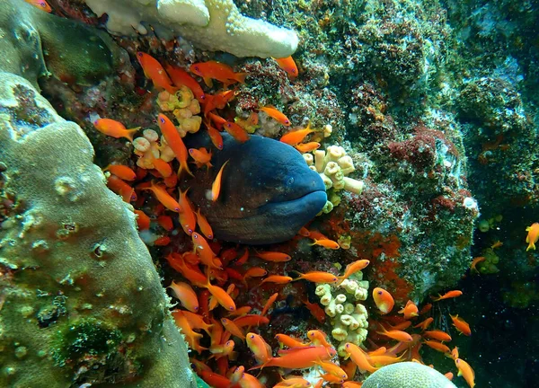 주홍색 물고기와 산호에둘러 곰치의 — 스톡 사진