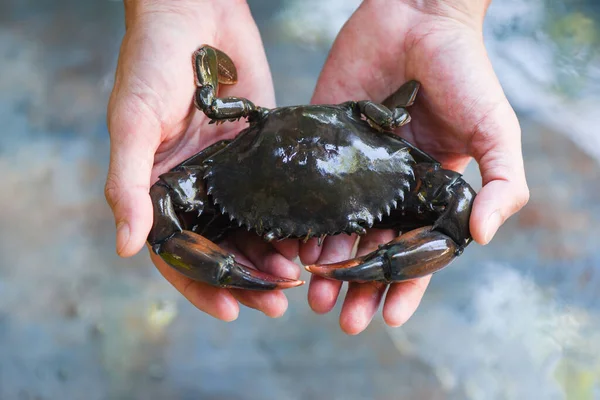 Fresh Raw Crab Hand Man — Stock Photo, Image