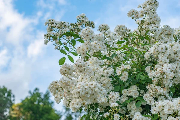 Μια Επιλεκτική Εστίαση Των Λευκών Bobbie James Τριαντάφυλλα Ένα Πάρκο — Φωτογραφία Αρχείου