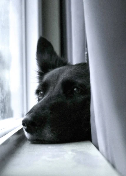 一只漂亮的黑狗把头靠在窗台上朝外看的垂直镜头 — 图库照片