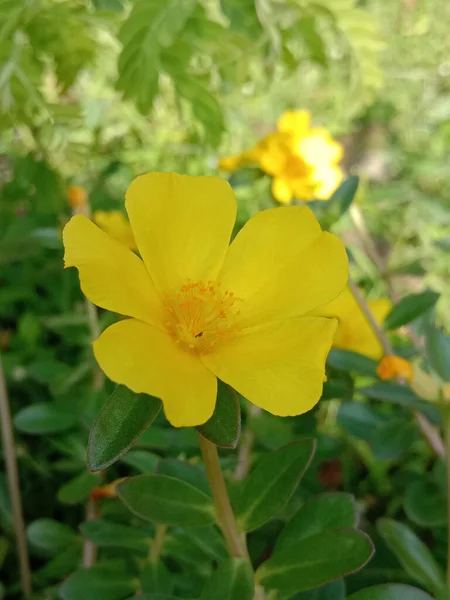 Primer Plano Vertical Una Flor Cinquefoil Arbustiva Amarilla Floreciente —  Fotos de Stock