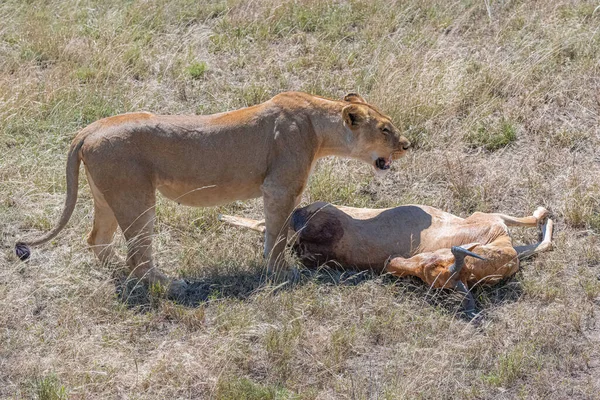 Λιοντάρια Που Σκότωσαν Μια Αντιλόπη Και Την Τρώνε Στη Σαβάνα — Φωτογραφία Αρχείου