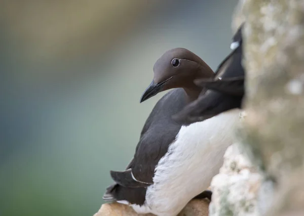 Een Close Shot Van Een Murre Uria Aalge Een Wazige — Stockfoto