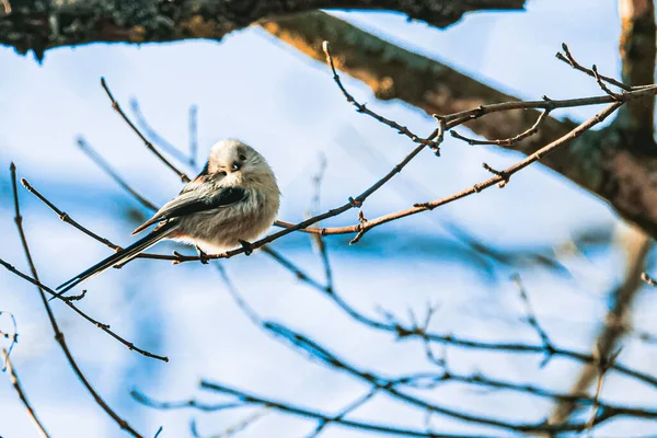 Macro Shot Long Tailed Tit Aegithalos Caudatus Perched Thin Leafless — Φωτογραφία Αρχείου