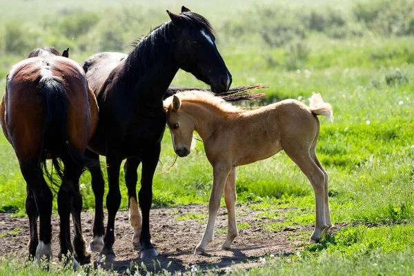 Ces Chevaux Sauvages Trouvent Sur Les Flancs Est Alberta — Photo