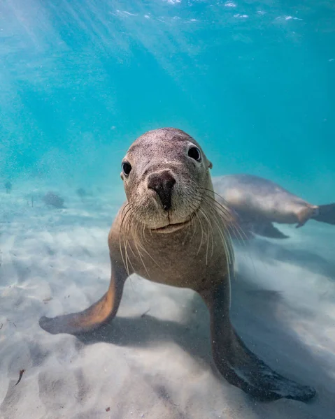 Een Prachtig Shot Van Een Zeeleeuw Onder Het Water — Stockfoto