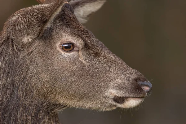 Närbild Bild Kronhjort Huvud Suddig Bakgrund — Stockfoto