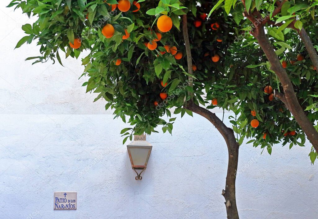 Orange tree (naranjos) on the orange tree patio in Cordoba, Spain