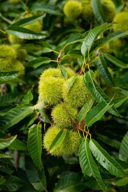 Bulanık arka planda yeşil yapraklı bir Çin kestane bitkisinin dikey görüntüsü.